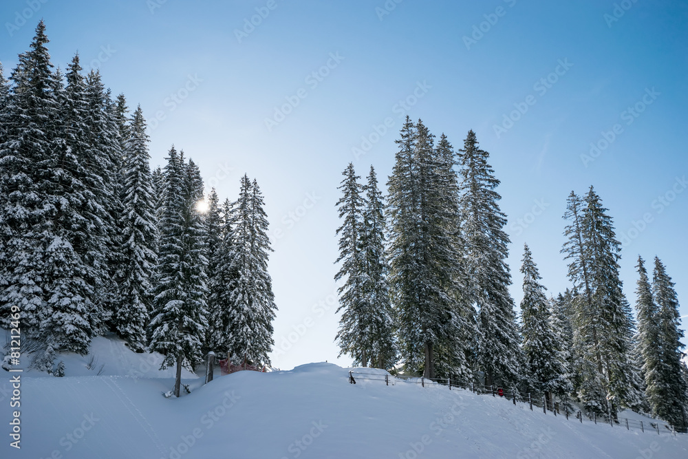 Obraz premium Tannen im Schnee bei Sonnenaufgang
