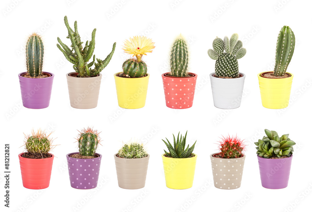 Cactus, aloe and other succulents isolated on white background Cactus, aloe and other succulents isolated on white background