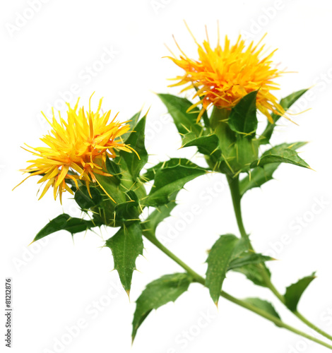 Safflower photo