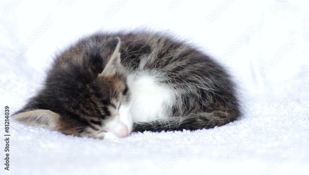 tabby kitten sleeps tabby kitten sleeps