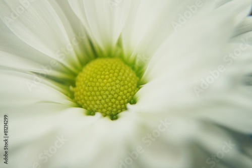 Fototapeta Naklejka Na Ścianę i Meble -  Bellis Gänseblümchen 