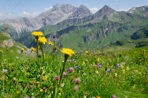 Yellow flowers in mountains near  city of Malbun in Lichtenstein photo