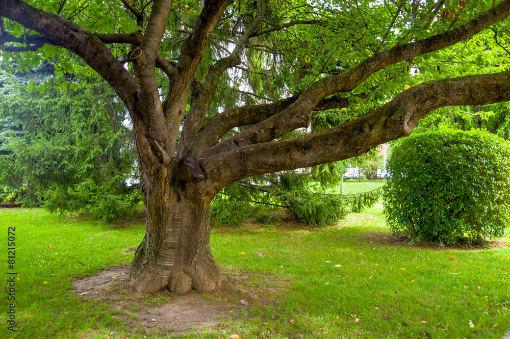 Baum mit starken Ästen StockFoto Adobe Stock