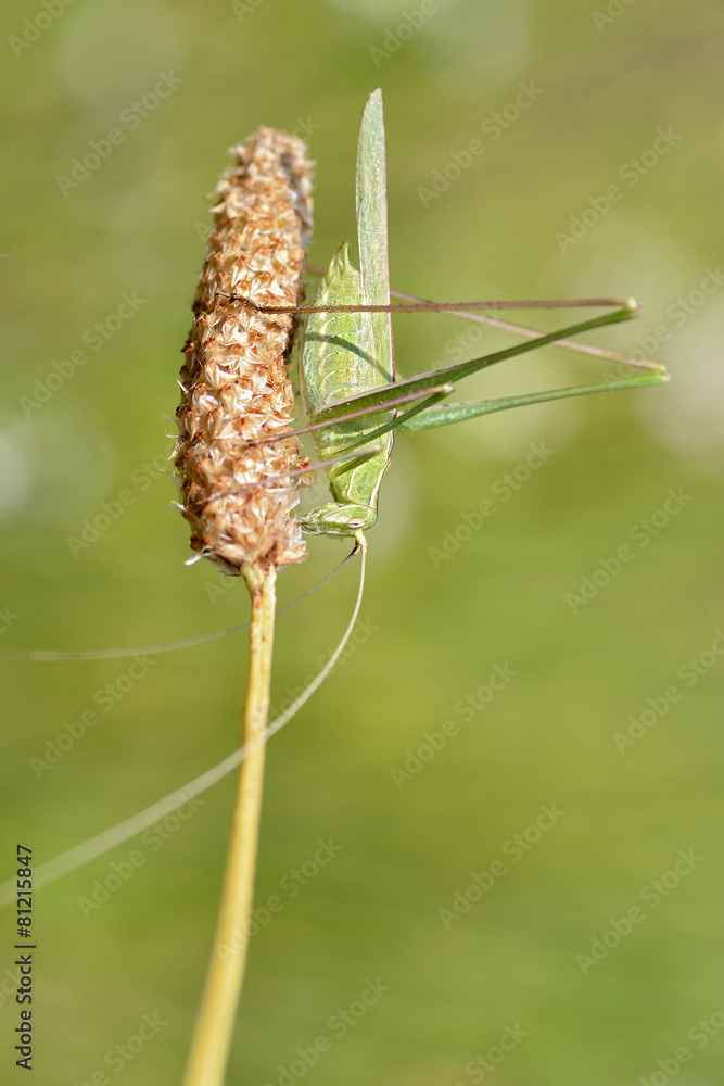 Grasshopper on grass