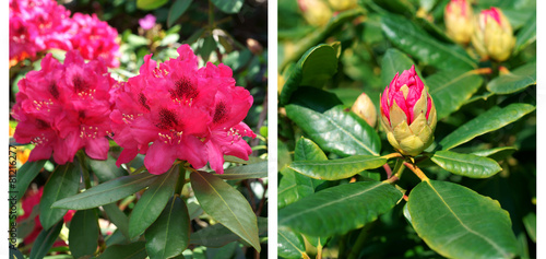Obraz na płótnie Rhododendron duo
