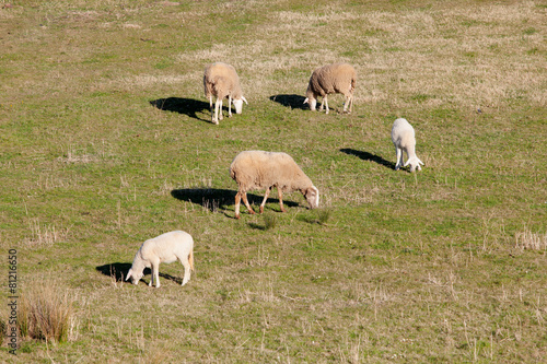 Sheeps grazing in the meadow of Extremadura