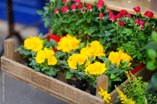 Beautiful flowers sold on outdoor flower shop