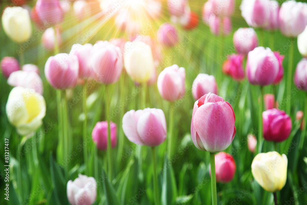 Fototapeta premium Wunderschöne Tulpen