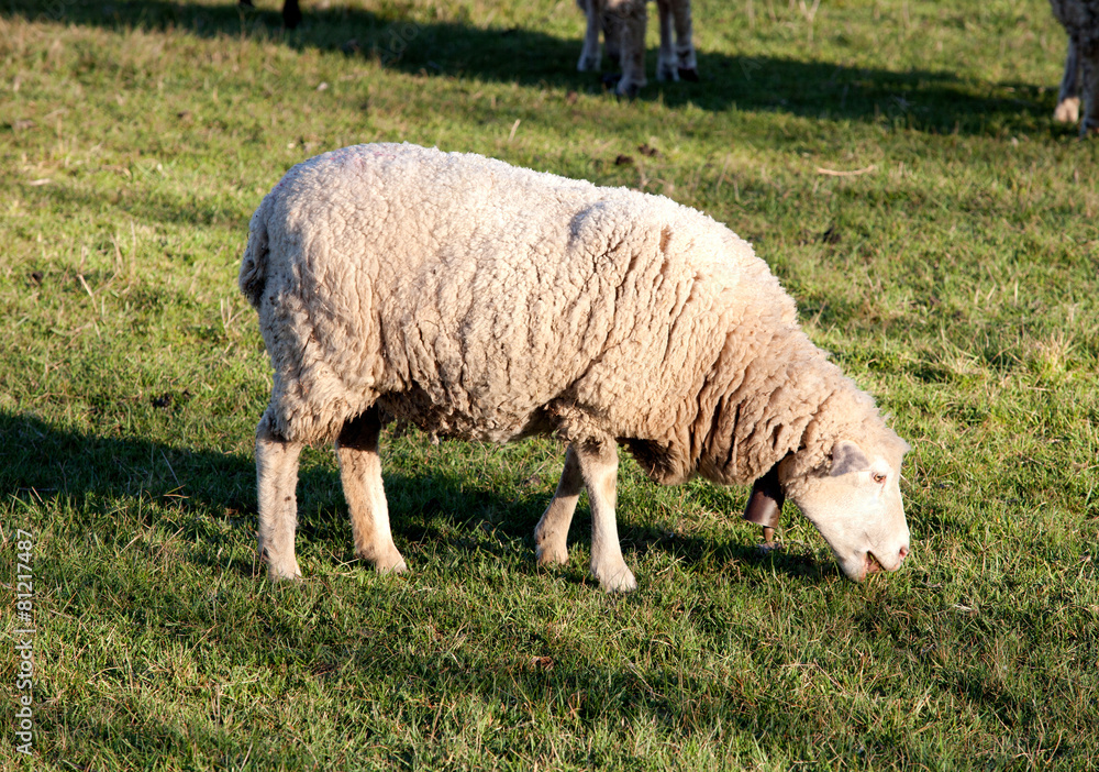 Fototapeta premium Sheep grazing in the meadow of Extremadura