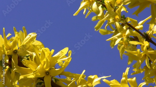 Yellow spring blossoms on blue background