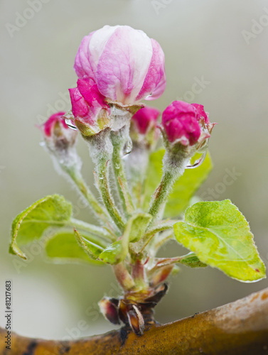 Flowering branch of apple