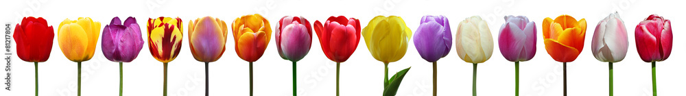 Wunderschöne Tulpen - obrazy, fototapety, plakaty 