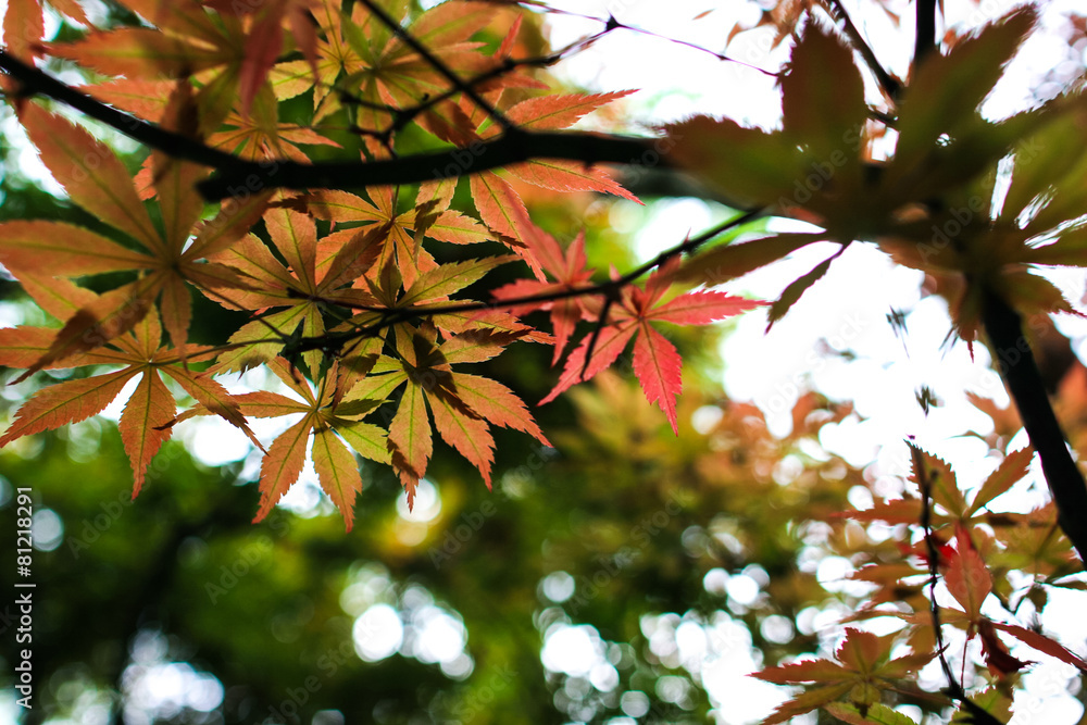 colorful maple leaves