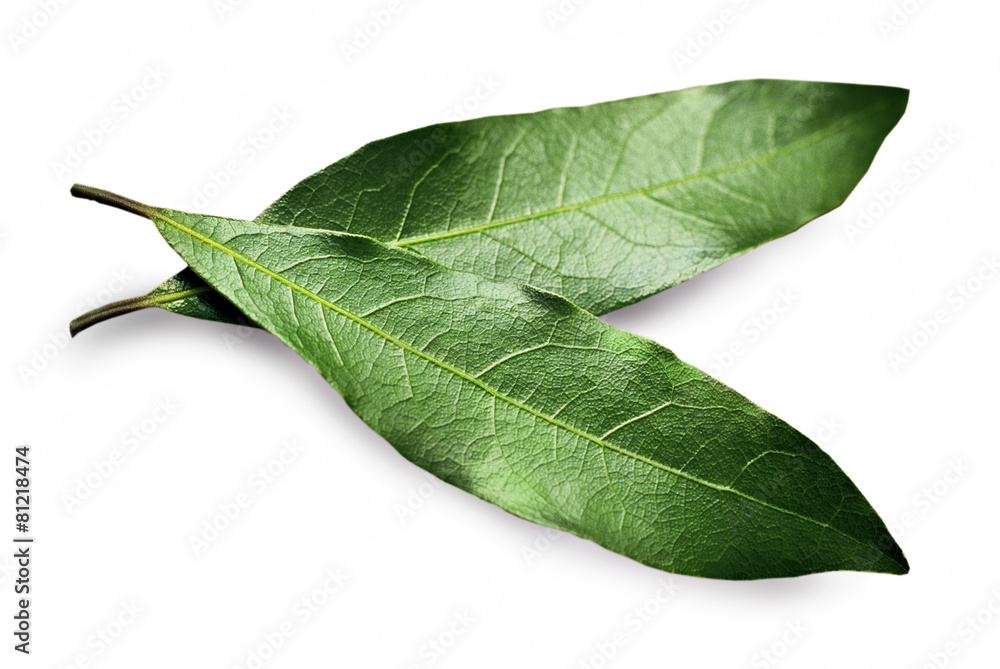 Obraz premium lorbeerblatt