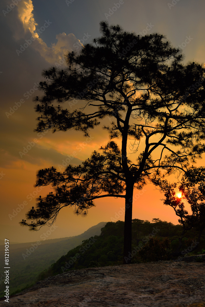 Silhouette of pine tree at sunset
