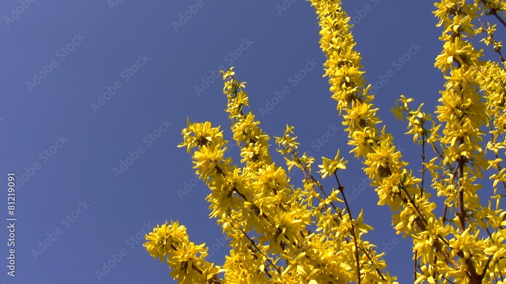 Yellow spring flowers isolated on blue Yellow spring flowers isolated on blue