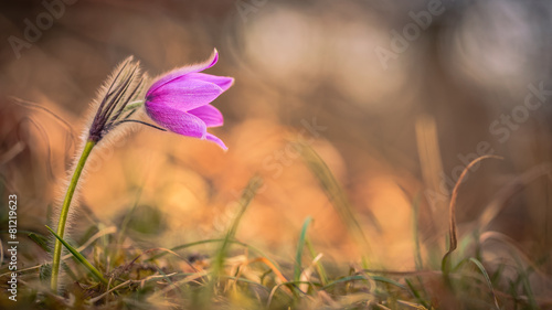 Fotografía Pasque Flower