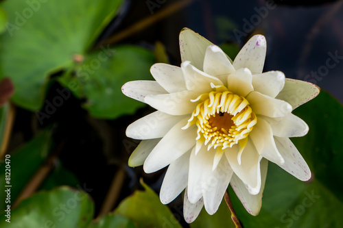 White waterlily