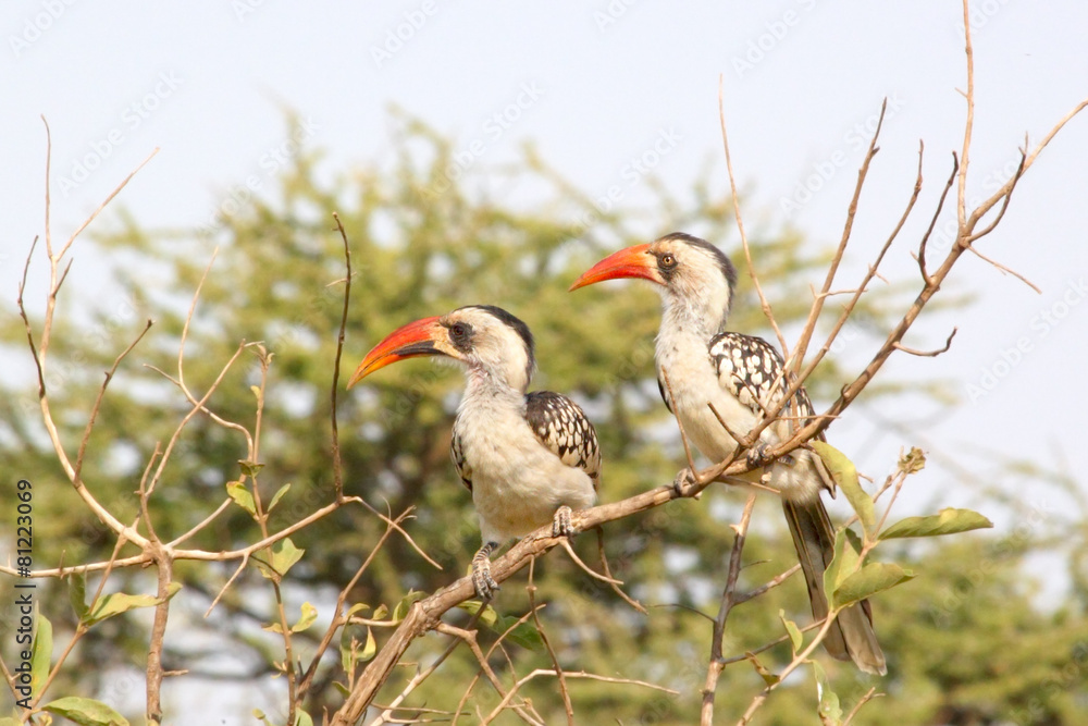 Couple of Tanzanian Red-billed Hornbills
