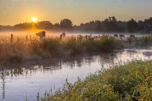 Dinkel River and cows