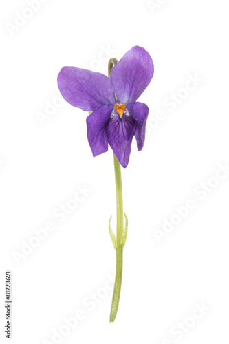 Forest violet flower isolated on a white background
