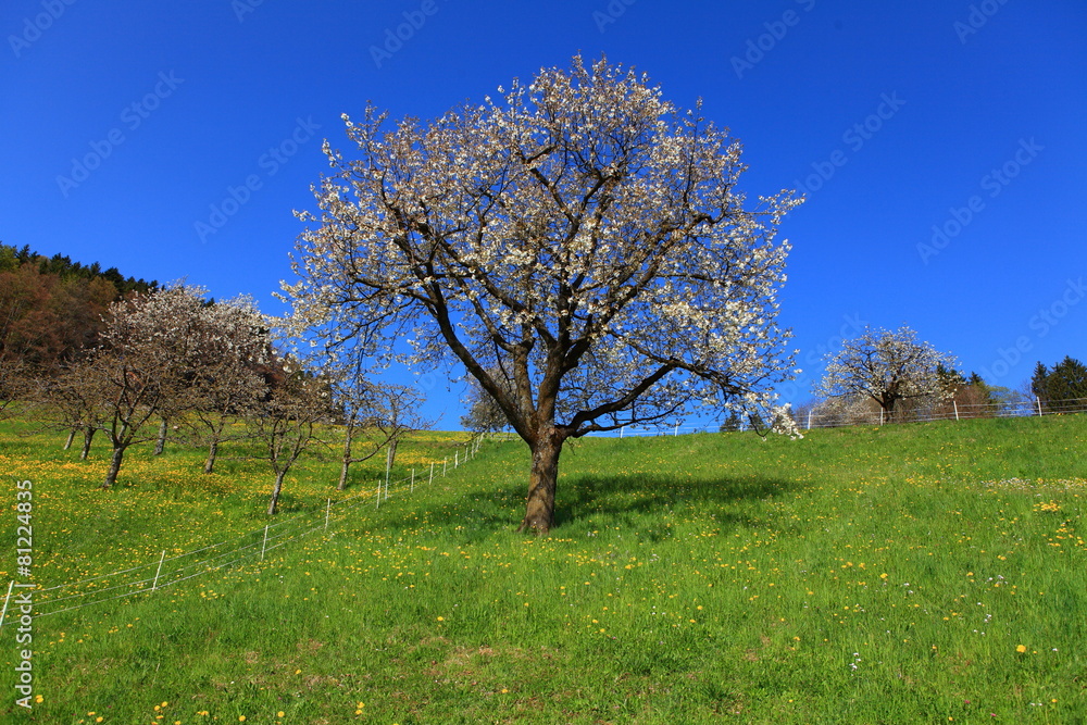 Löwenzahn- und Kirschbaumblüte