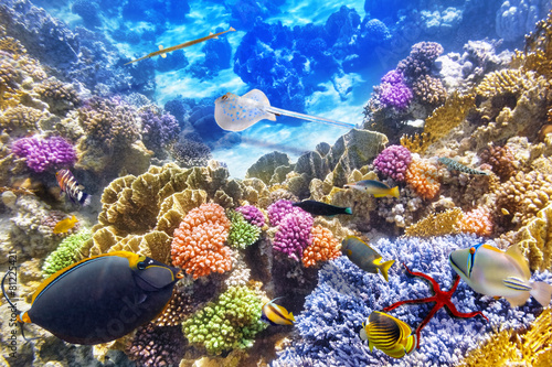 Fototapeta Naklejka Na Ścianę i Meble -  Underwater world with corals and tropical fish.