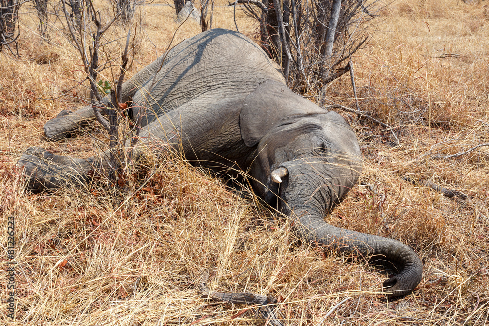 Fototapeta premium Small dead elephant in national park hwankee, Botswana