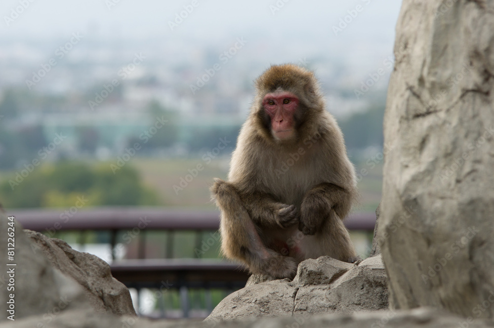 Naklejka premium monkey