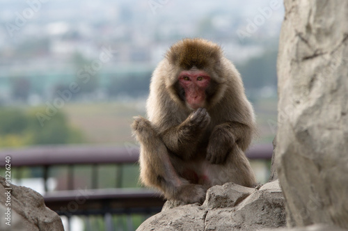 monkey © Alexandr Satoru