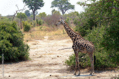 Giraffa camelopardalis in national park  Hwankee