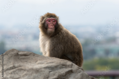 monkey © Alexandr Satoru