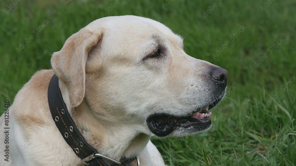 Labrador Retriever