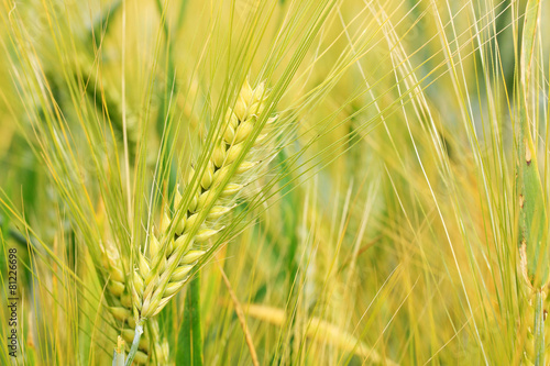 Detail of the gold Barley Spike