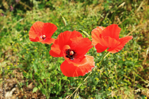 Detail of the red Poppy Bloom 