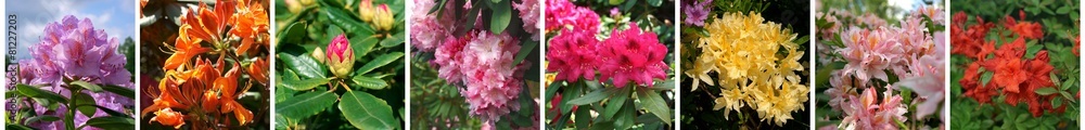 Rhododendron banner - obrazy, fototapety, plakaty 