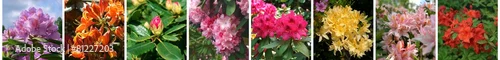 Panel kuchenny z motywem Rhododendron banner