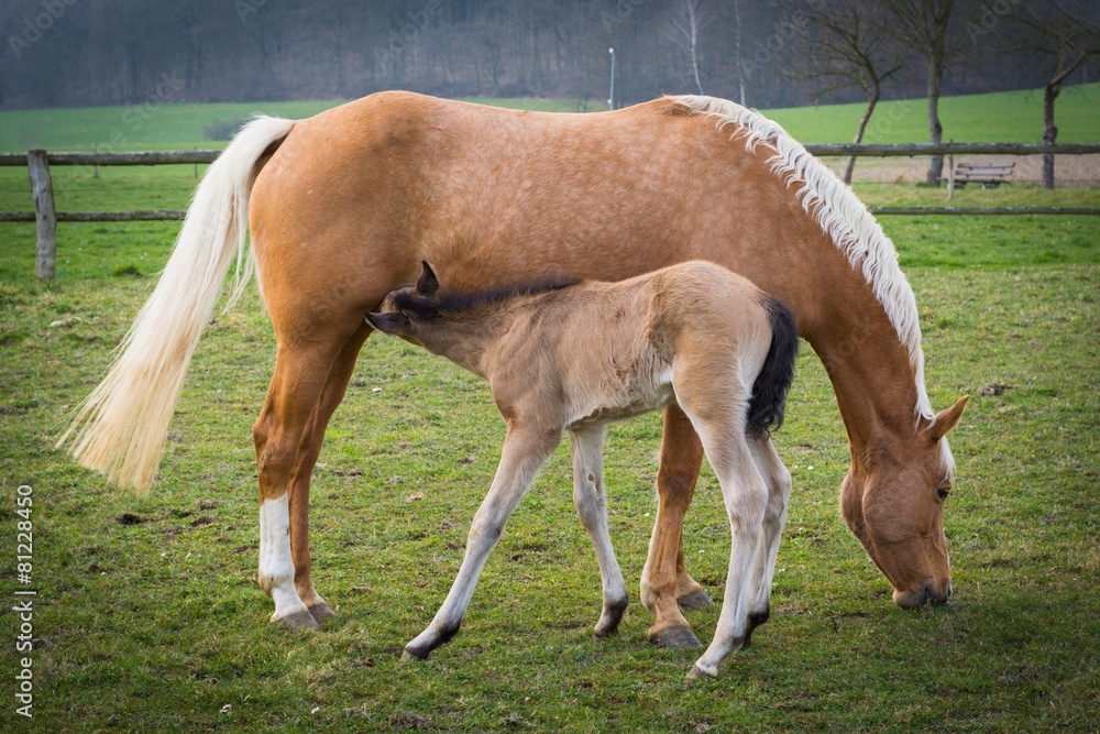 Fototapeta premium Stute mit ihrem Fohlen