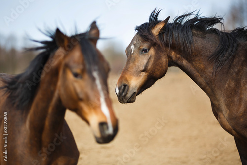 Fototapeta Naklejka Na Ścianę i Meble -  Wild horses