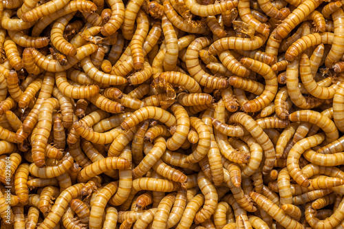 Larvae Background photo