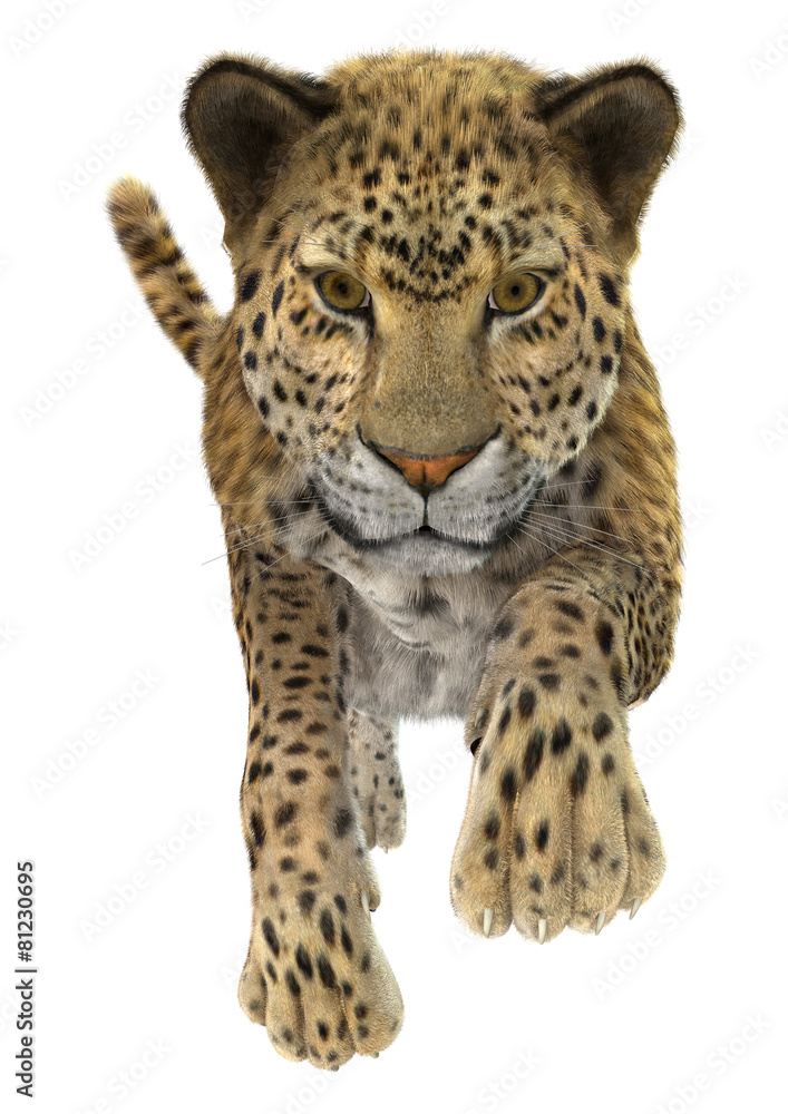 Leopard Leopard