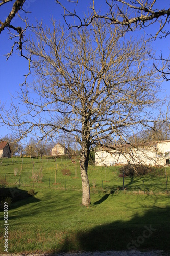 un arbre en hivers