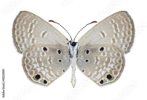 Butterfly Chilades galba (male) (underside) © als