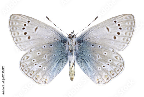 Butterfly Polyommatus venus (male) (underside) © als