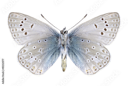 Εκτύπωση καμβά Butterfly Polyommatus venus (male) (underside)