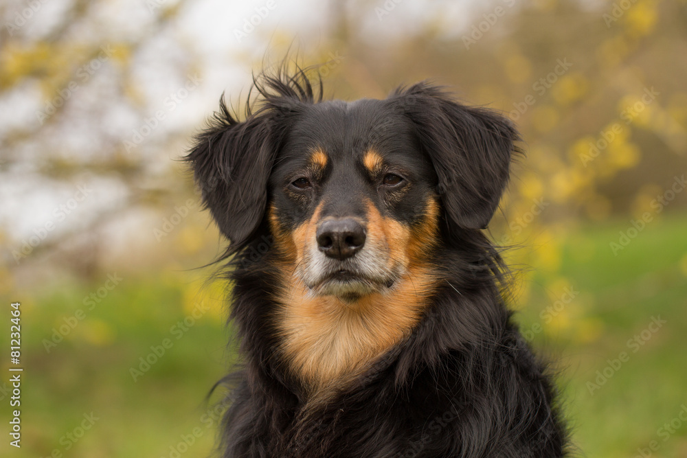 Hunde Portrait