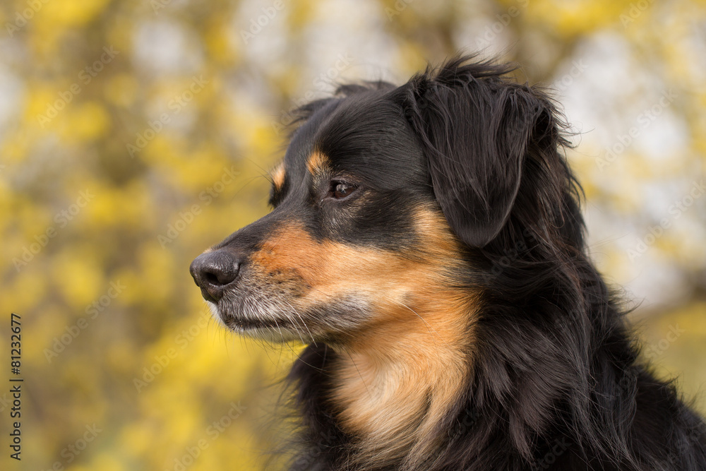 Ein Portrait von einem Hund der zur Seite schaut