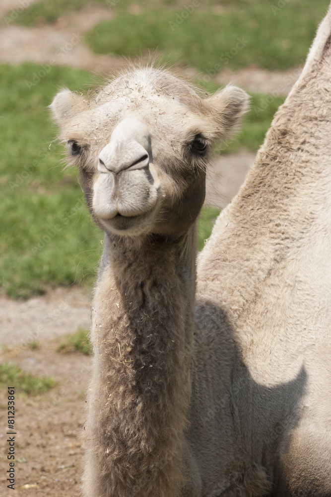 Obraz premium camel