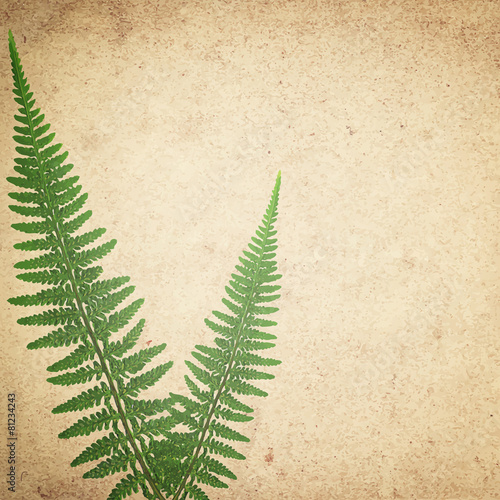 ld vintage paper texture background with green dry fern leaves