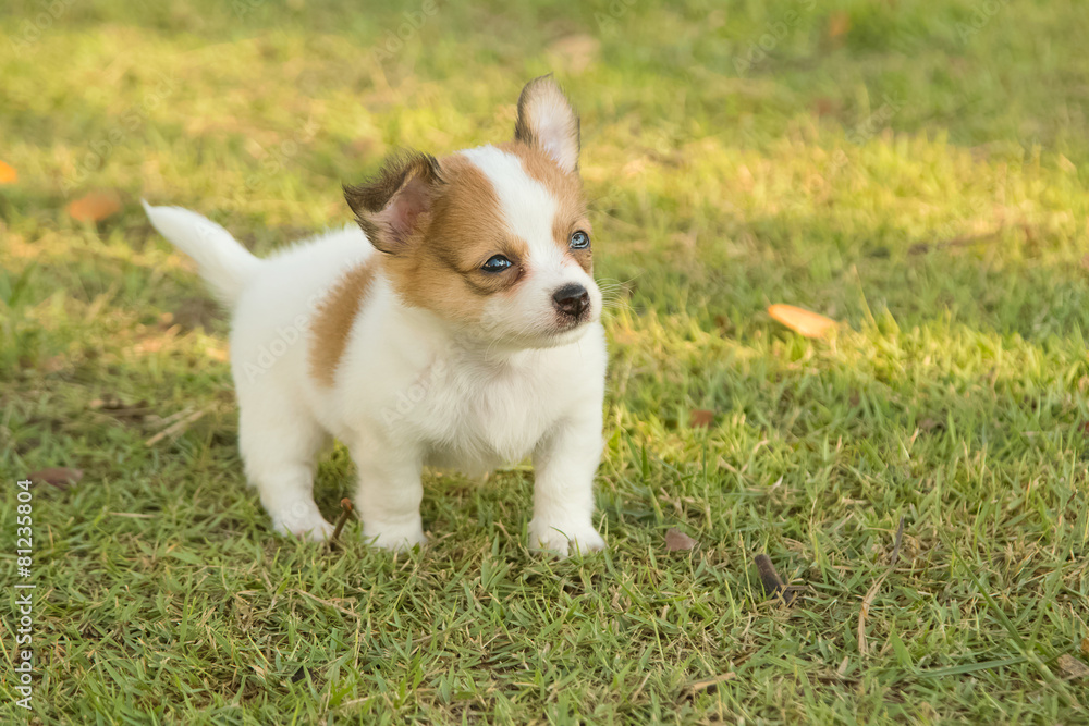 Portrait of chihuahua puppy in green nature Portrait of chihuahua puppy in green nature